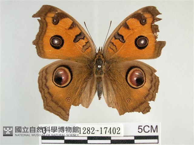 眼蛺蝶、孔雀蛺蝶藏品圖，第1張