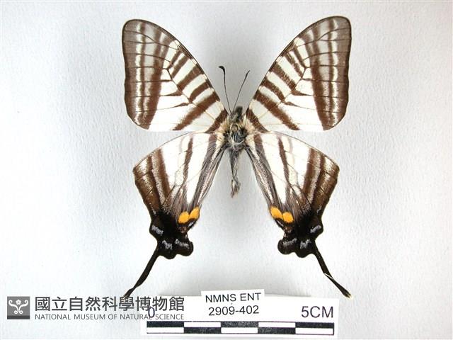 劍鳳蝶藏品圖，第1張