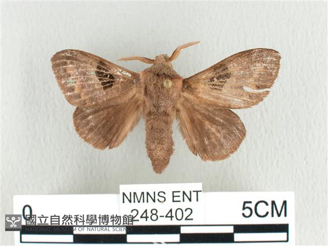 大斑Y毛蟲藏品圖，第1張