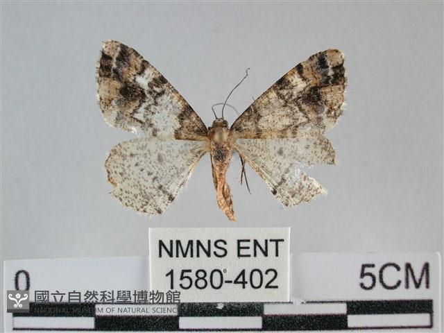 雙峰霜尺蛾藏品圖，第1張