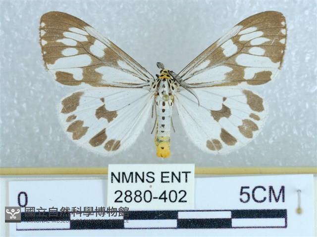 粉蝶燈蛾藏品圖，第1張