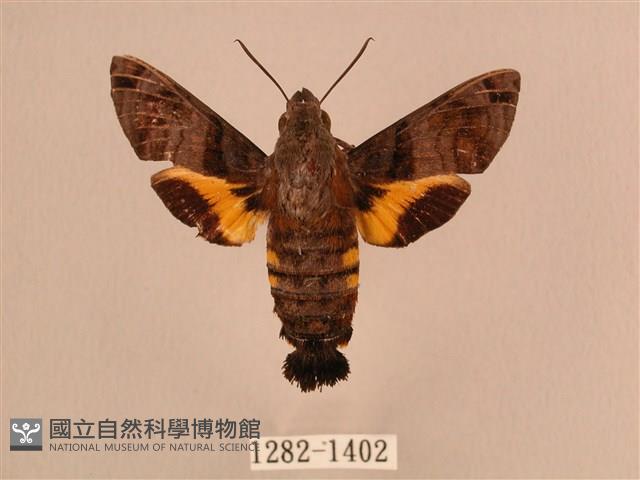 叉帶長喙天蛾藏品圖，第1張