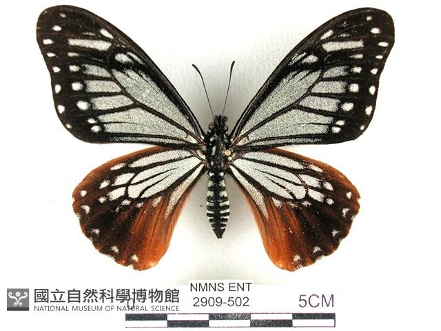 斑鳳蝶藏品圖，第1張