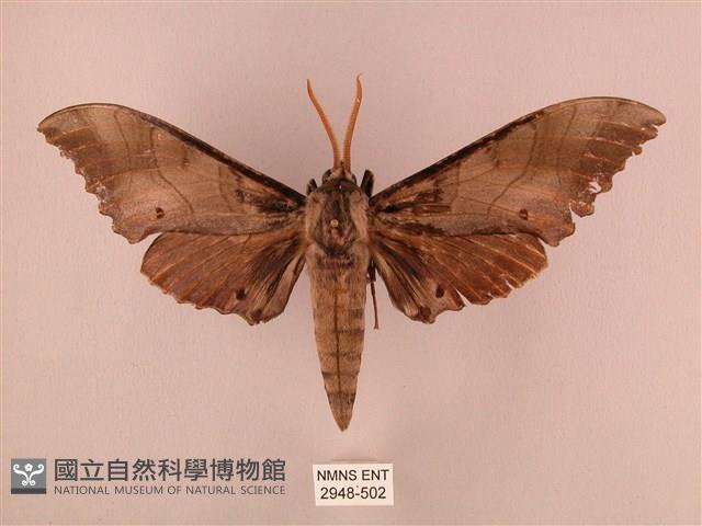 栗六點天蛾藏品圖，第1張