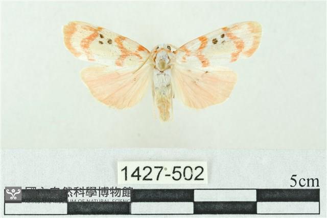 臺雪苔蛾藏品圖，第1張