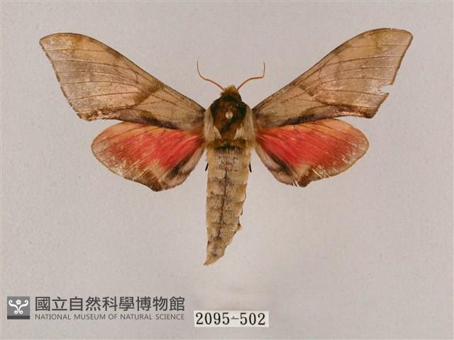 榆綠天蛾藏品圖，第1張