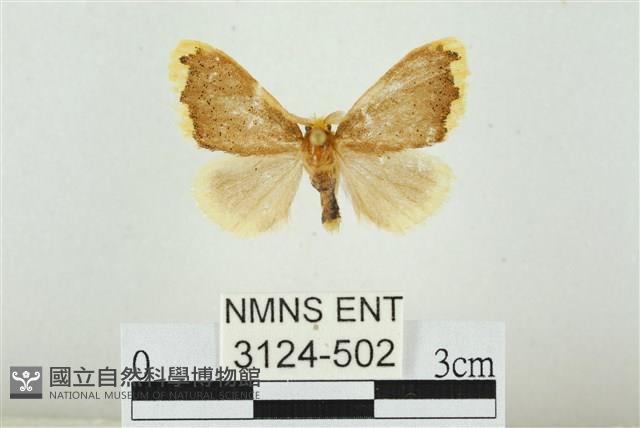 黑翅黃毒蛾藏品圖，第1張