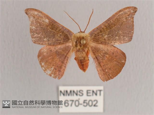 銀端帶鉤蛾藏品圖，第1張