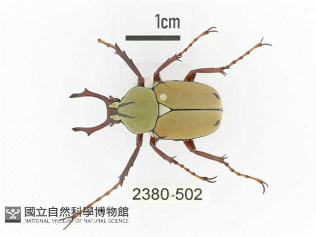 臺灣角金龜藏品圖，第1張