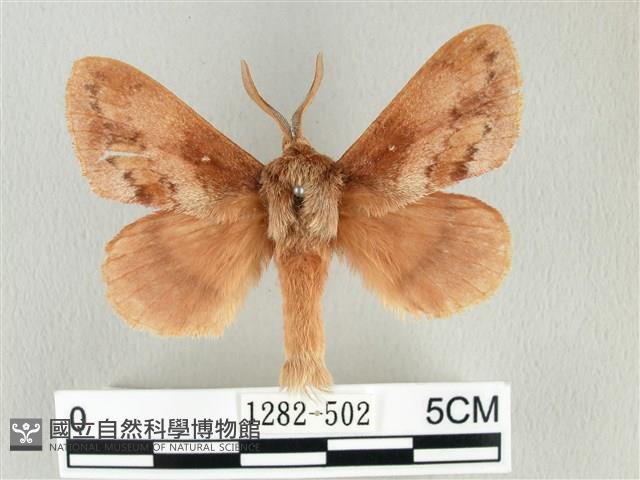 鋸紋枯葉蛾藏品圖，第1張