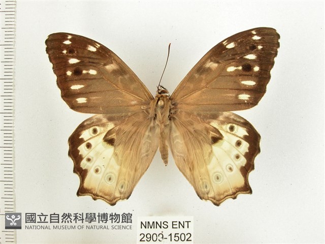 白斑蔭眼蝶藏品圖，第1張