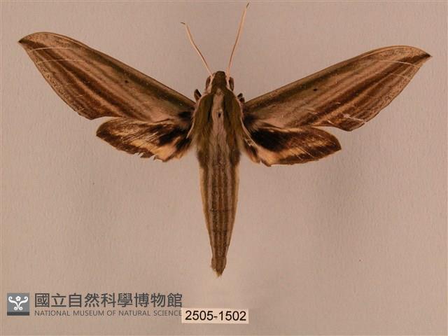 棕綠背線天蛾藏品圖，第1張