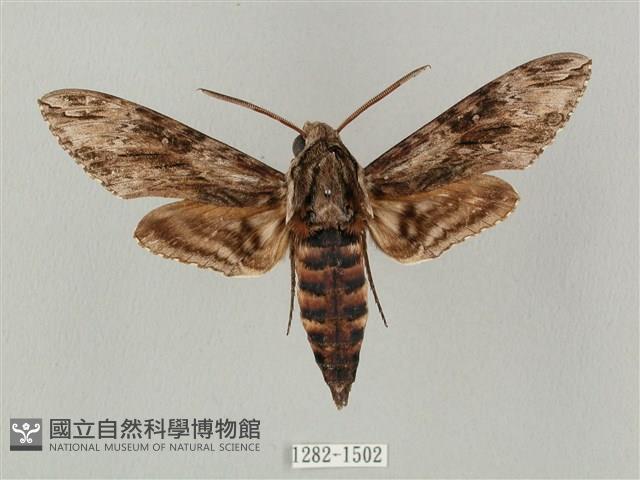 蝦殼天蛾藏品圖，第1張