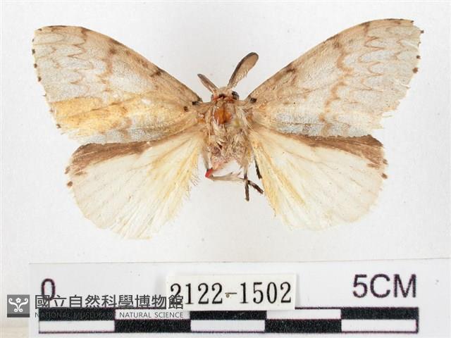 木毒蛾藏品圖，第1張