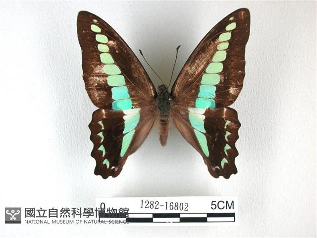 青帶鳳蝶藏品圖，第1張
