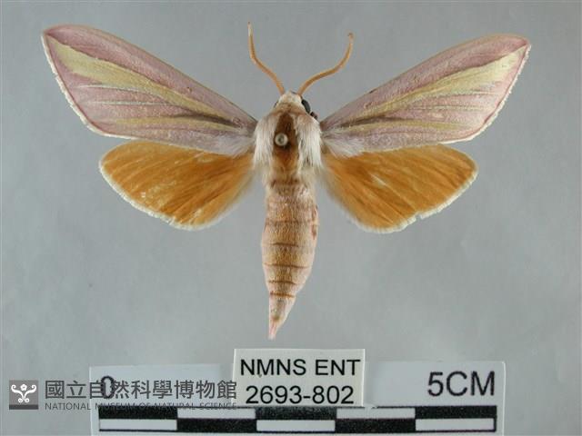 雙黃條天蛾藏品圖，第1張