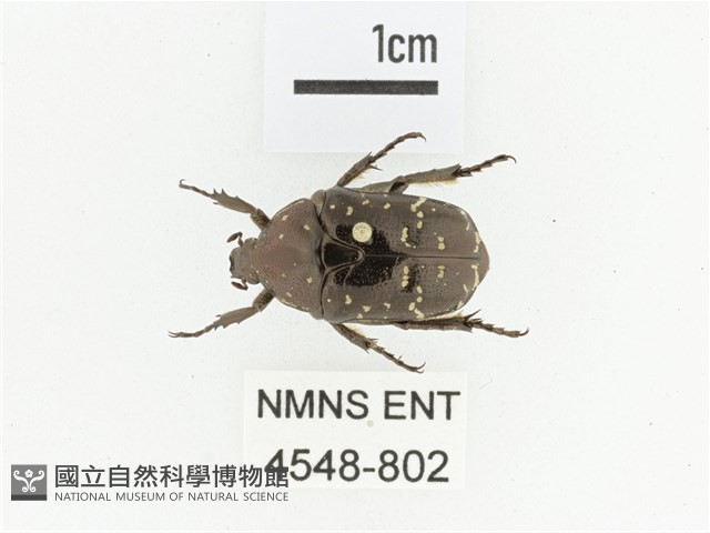東方白點花金龜藏品圖，第1張