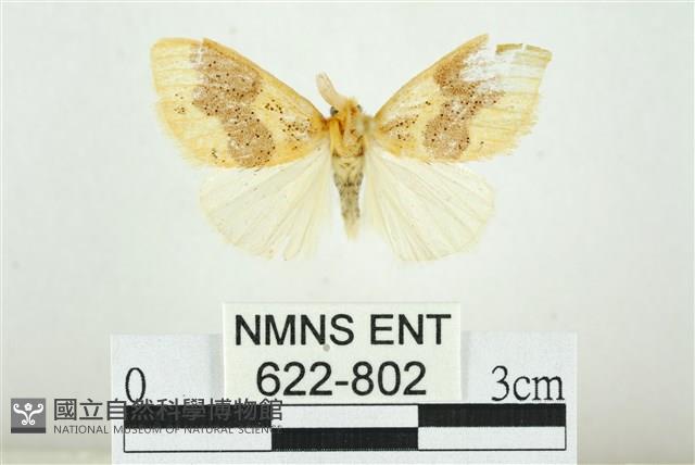 寬紋黃毒蛾藏品圖，第1張