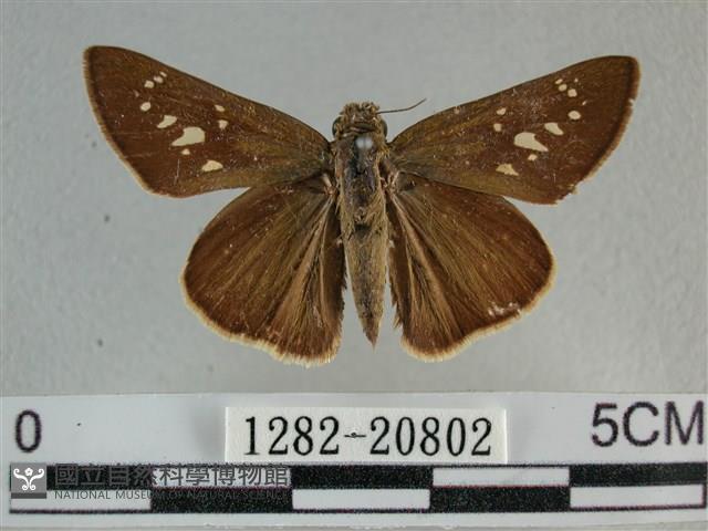 尖翅褐弄蝶藏品圖，第1張