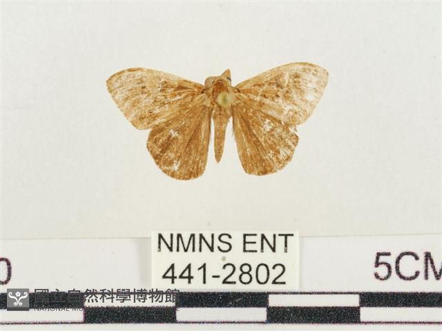 小白紋毒蛾藏品圖，第1張