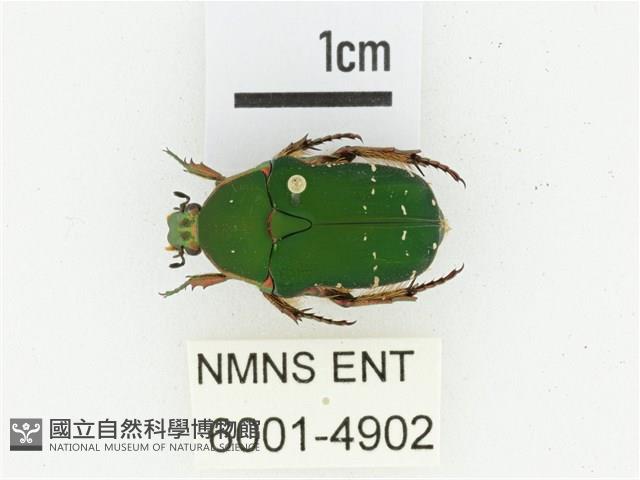 艷邊花金龜藏品圖，第1張