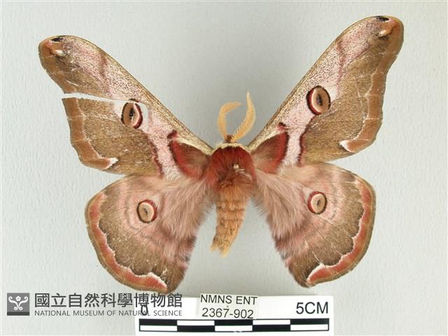 綠目天蠶蛾藏品圖，第1張