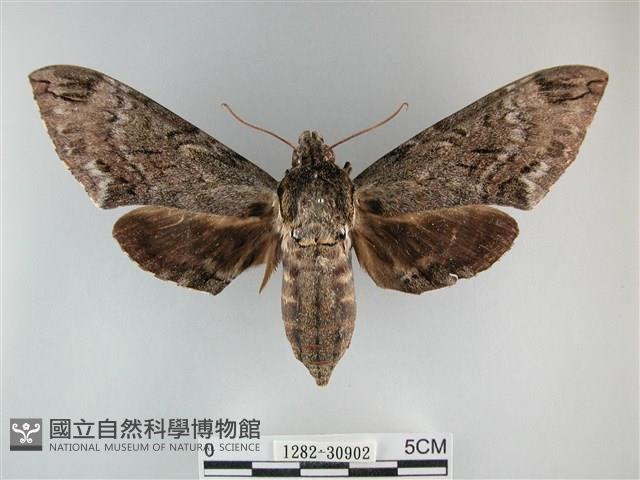 霜天蛾藏品圖，第1張