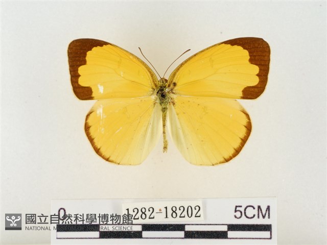 島嶼黃蝶、江崎黃蝶藏品圖，第1張