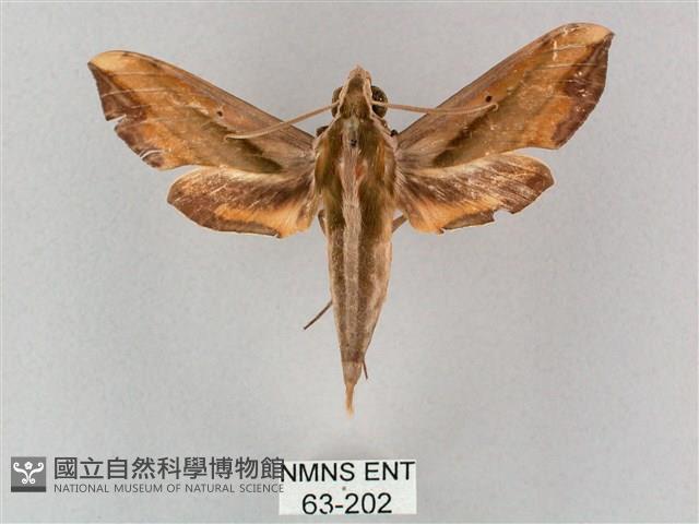 斜綠天蛾藏品圖，第1張