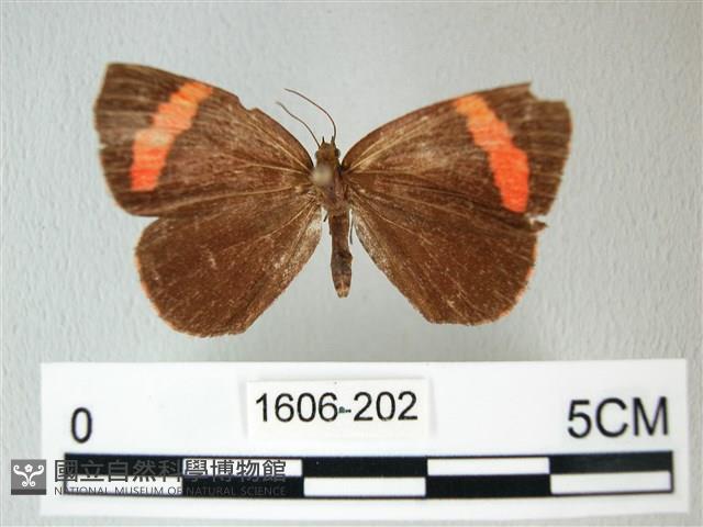 帶錨紋蛾藏品圖，第1張