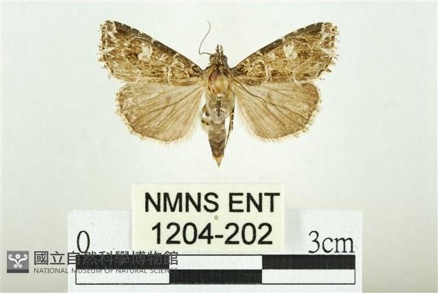 白斑散紋夜蛾藏品圖，第1張