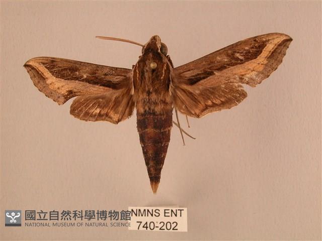 斜線天蛾藏品圖，第1張