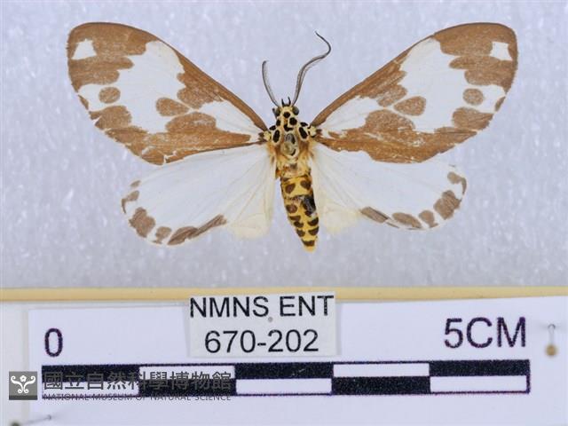 後凸蝶燈蛾藏品圖，第1張