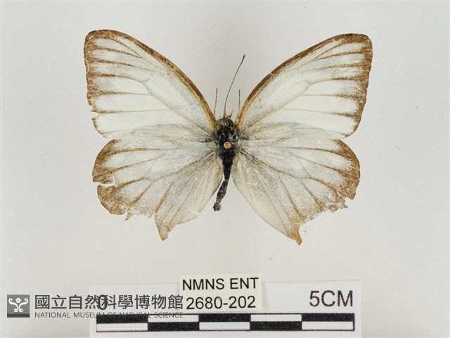 淡褐脈粉蝶藏品圖，第1張