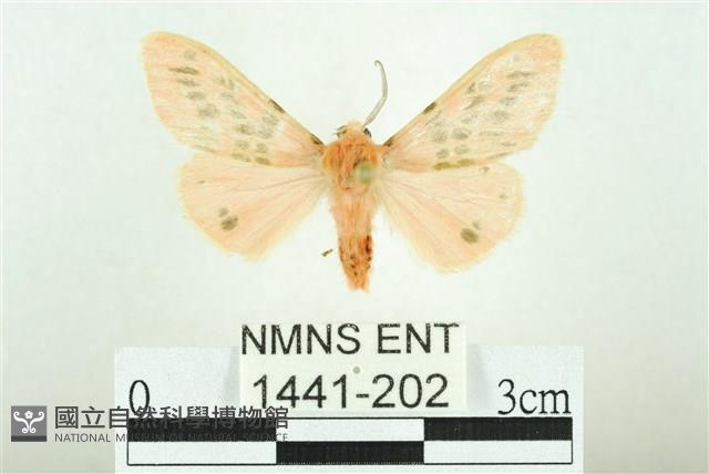 三條橙燈蛾藏品圖，第1張