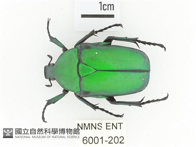 金艷騷金龜藏品圖，第1張