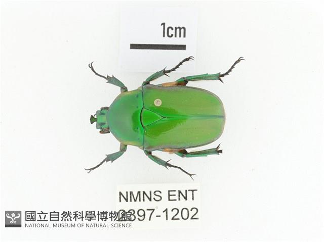 小扇角金龜藏品圖，第1張