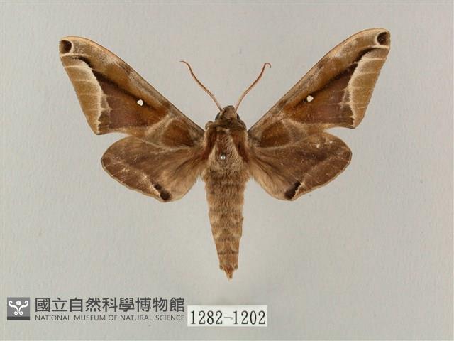 白點天蛾 藏品圖，第1張