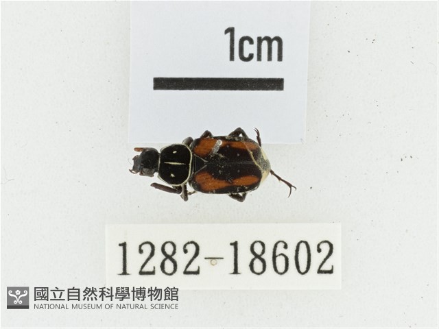 黑虎斑花金龜藏品圖，第1張