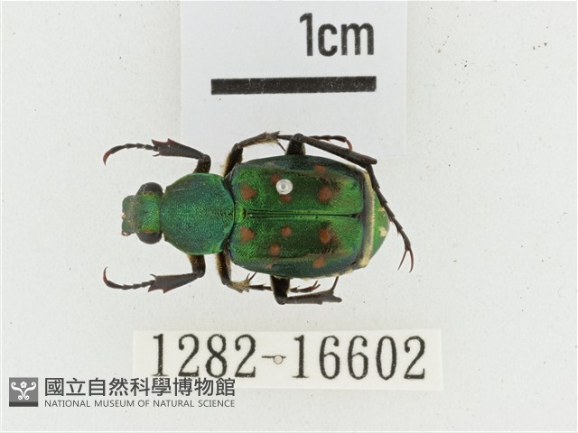 綠艷長腳花金龜藏品圖，第1張