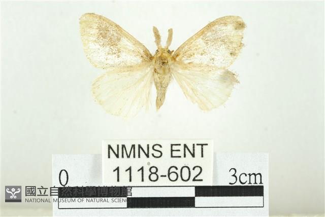 寬紋黃毒蛾藏品圖，第1張