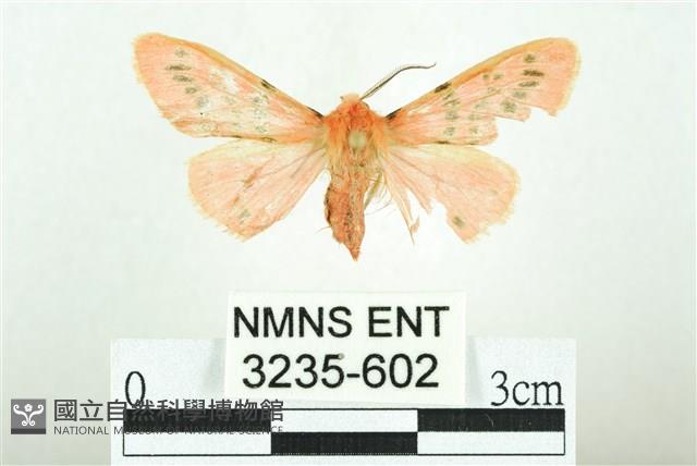 三條橙燈蛾藏品圖，第1張