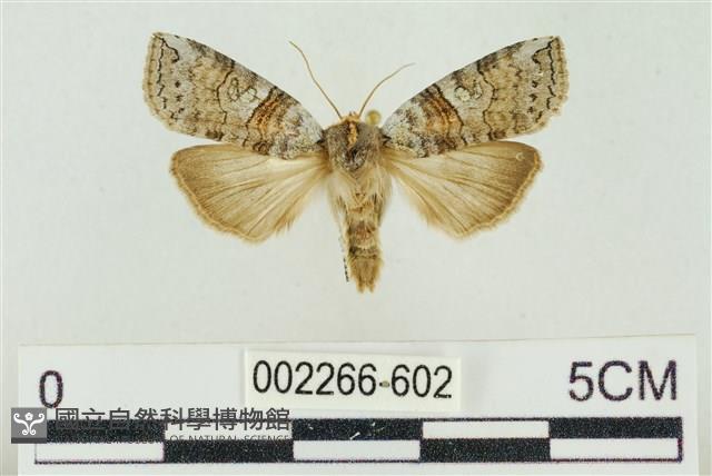帶波紋蛾藏品圖，第1張