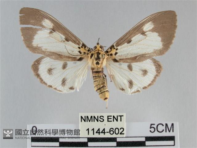 長斑擬燈蛾藏品圖，第1張