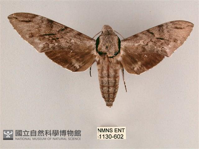 細斜紋霜天蛾藏品圖，第1張