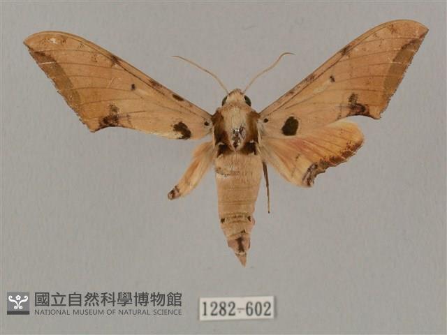 廣東鷹翅天蛾藏品圖，第1張