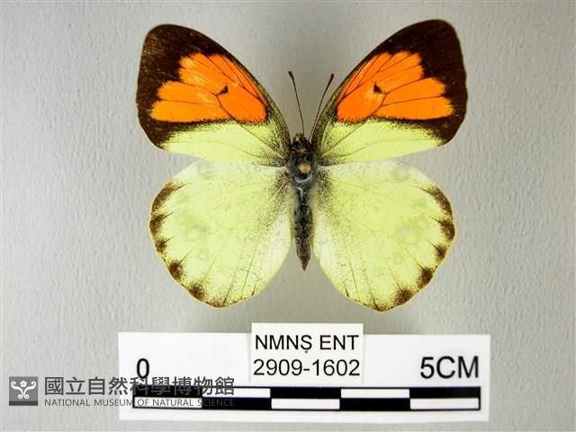 異粉蝶、雌白黃蝶藏品圖，第1張