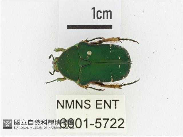 艷邊花金龜藏品圖，第1張