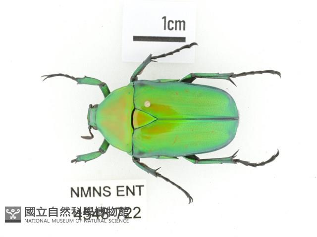 金艷騷金龜藏品圖，第1張