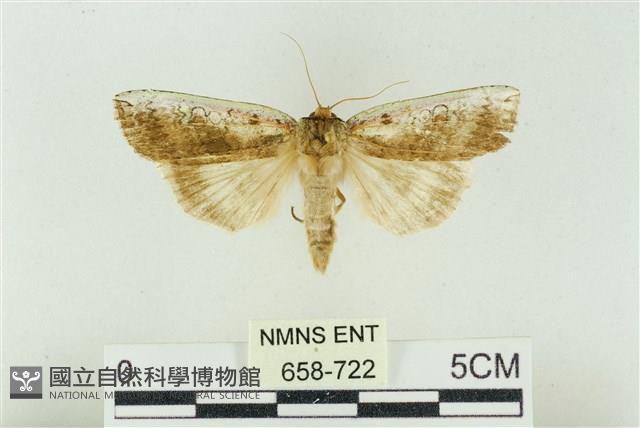臺洒波紋蛾藏品圖，第1張